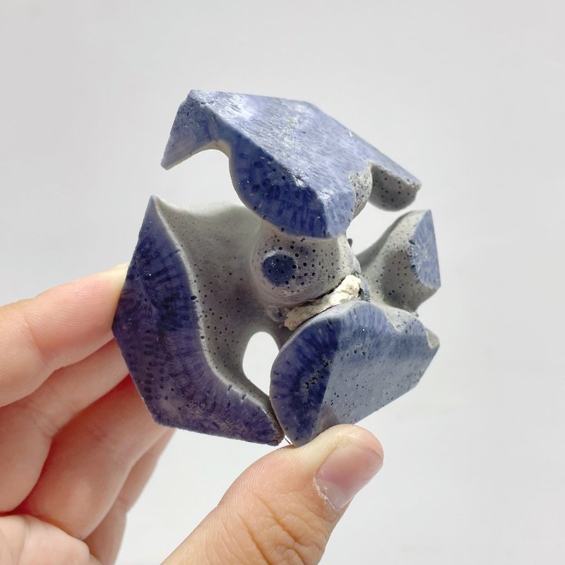 Blue Ridge Coral Free Form Heliopora Coerulea Wholesale - Wholesale Crystals