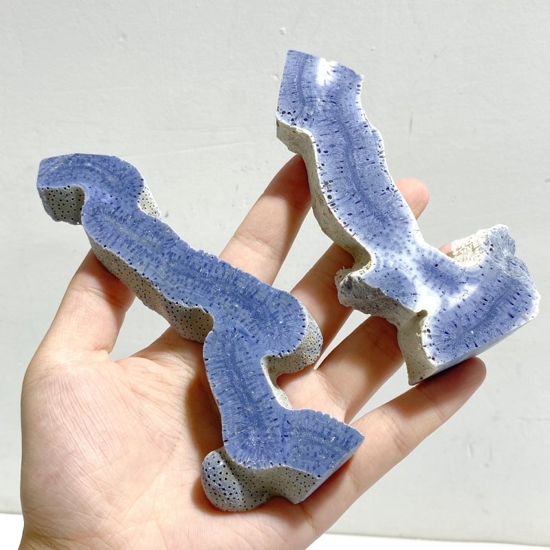 Blue Ridge Coral Heliopora Coerule Tower Point Wholesale -Wholesale Crystals