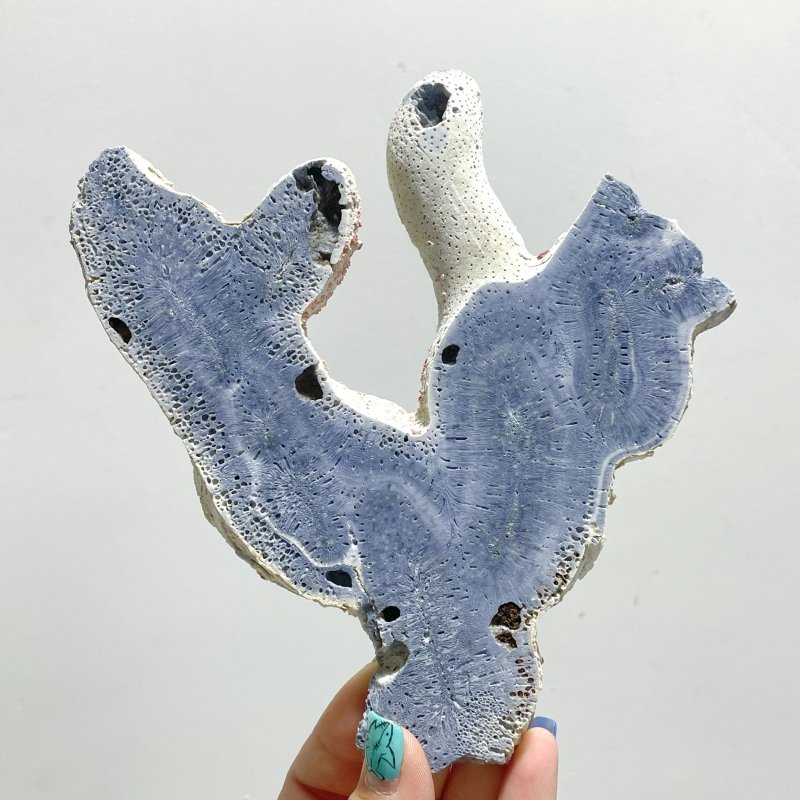 Blue Ridge Coral Slab Heliopora Coerulea Slab Wholesale - Wholesale Crystals