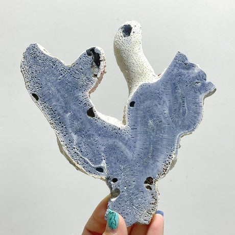 Blue Ridge Coral Slab Heliopora Coerulea Slab Wholesale - Wholesale Crystals