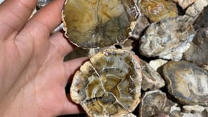 Fossil wood stone 1kg(2.2lbs) -Wholesale Crystals