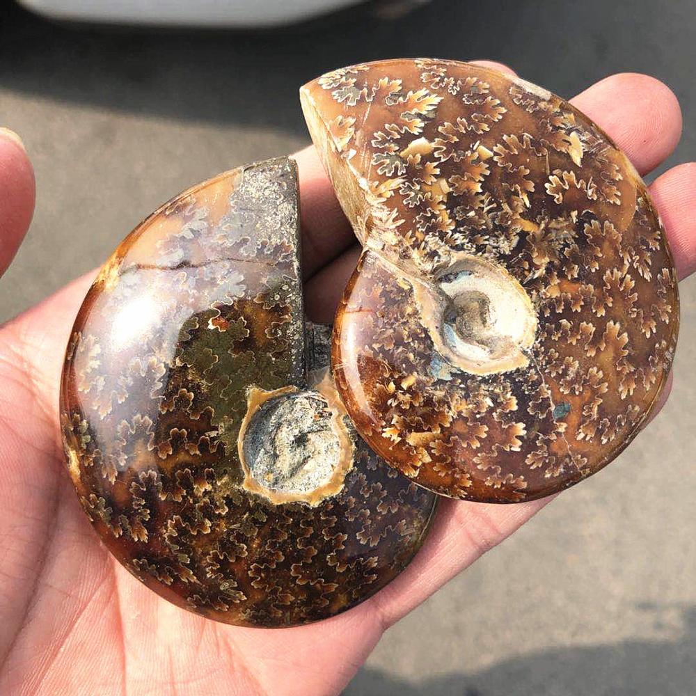 Madagascar Snail fossil ammonite fossil -Wholesale Crystals