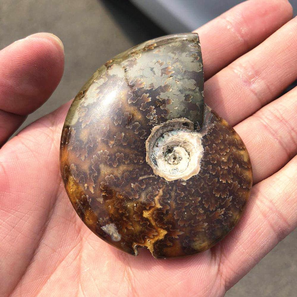 Madagascar Snail fossil ammonite fossil -Wholesale Crystals