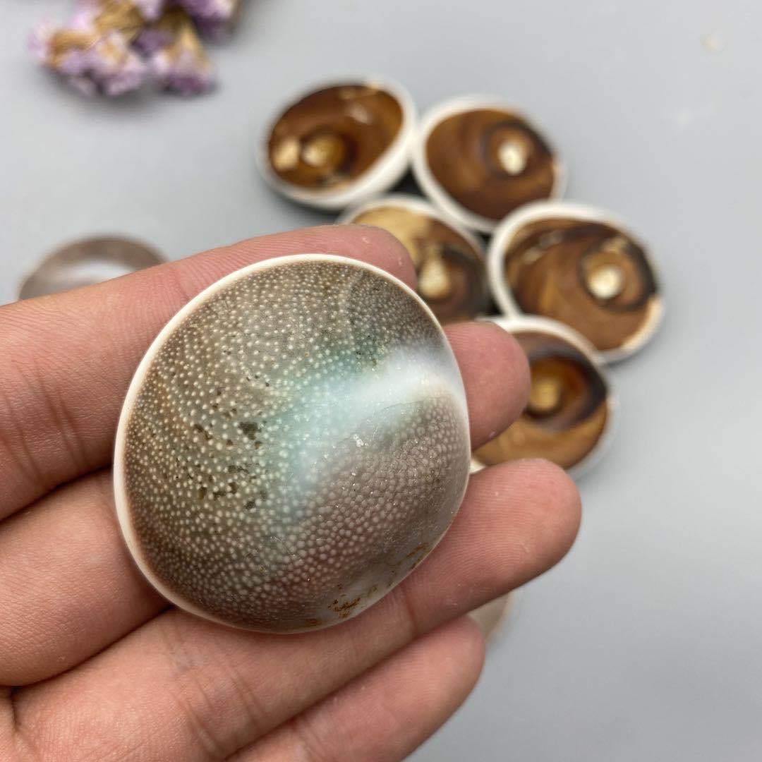 Shell fossil from Madagascar -Wholesale Crystals