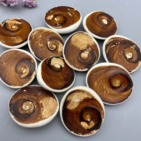 Shell fossil from Madagascar -Wholesale Crystals