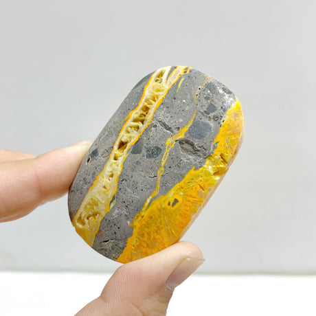 Bumblebee Jasper Palm Wholesale