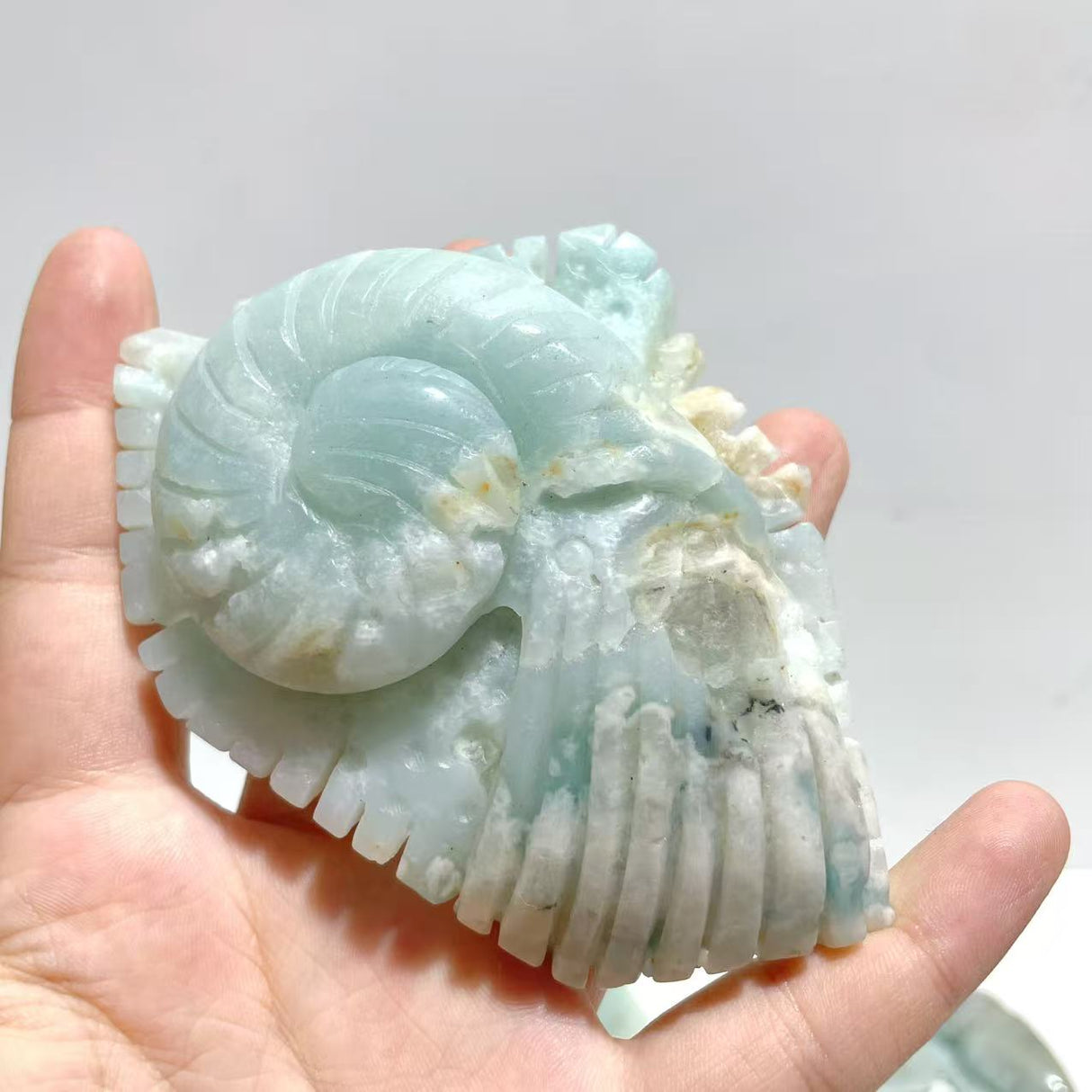 20 Pieces Caribbean Calcite Sea Animals Carving