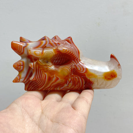 7 Pieces Carnelian Dragon Head Carving