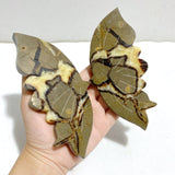 4 Pairs Septarian Butterfly Wing Carving With Stand 5 -Wholesale Crystals