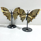4 Pairs Septarian Butterfly Wing Carving With Stand 5 -Wholesale Crystals