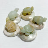 5 Types Mini Turtle On The Shell Fossil Wholesale Moss Agate Tiger Eye - Wholesale Crystals