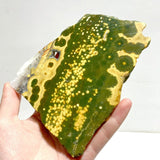 6 Pieces Large 8th Vein Ocean Jasper Slabs - Wholesale Crystals