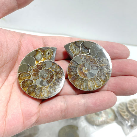Natural Ammonite Fossil Conch Wholesale