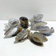 8 Pieces Geode Druzy Agate Snail Carving - Wholesale Crystals