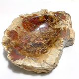 2 Pieces Large Petrified Wood Bowl