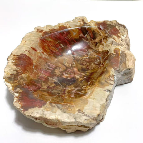 2 Pieces Large Petrified Wood Bowl