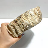 2 Pieces Large Petrified Wood Bowl