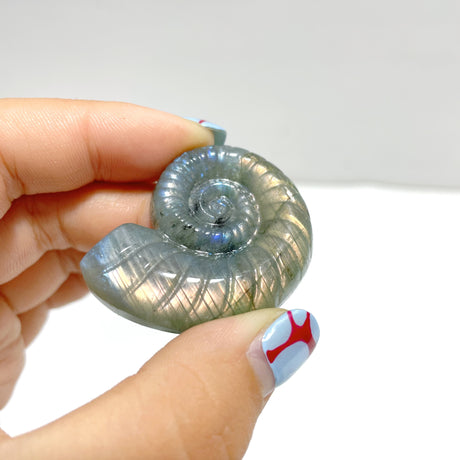 Labradorite Conch Carving Wholesale