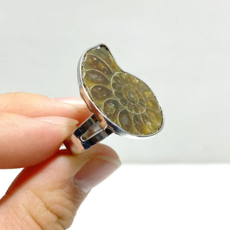 Natural Ammonite Fossil Conch Ring Wholesale - Wholesale Crystals