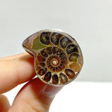 Natural Ammonite Fossil Conch Ring Wholesale - Wholesale Crystals