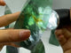 9 Pieces High Quality Large Rainbow Fluorite Flame Mixed Color