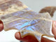 Moonstone Mixed Sunstone Flying Dragon Wing With Stand