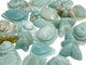 20 Pieces Caribbean Calcite Sea Animals Carving