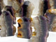 11 Pieces Fluorite Mixed Pyrite Points