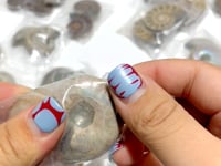 Natural Ammonite Fossil Conch Wholesale