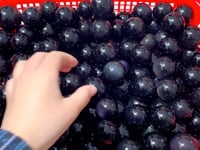 Rainbow Cat Eye Obsidian Sphere Ball Wholesale