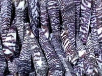 Purple Zebra Stone Magic Scepter Wand Wholesale