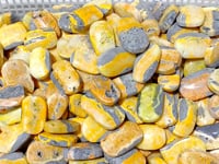 Bumblebee Jasper Palm Wholesale