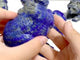 6 Pieces Lapis Lazuli Bears Carving