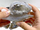 8 Pieces Geode Druzy Agate Snail Carving