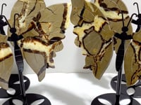 4 Pairs Septarian Butterfly Wing Carving With Stand #5