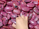 High Quality Rhodonite Palm Stone Wholesale