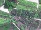 10 Pieces Large Ruby Zoisite Crystal Slab
