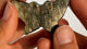 Gold Sheen Obsidian Butterfly Carving Wholesale -Wholesale Crystals