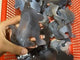 Geode Agate Druzy Dog Wholesale