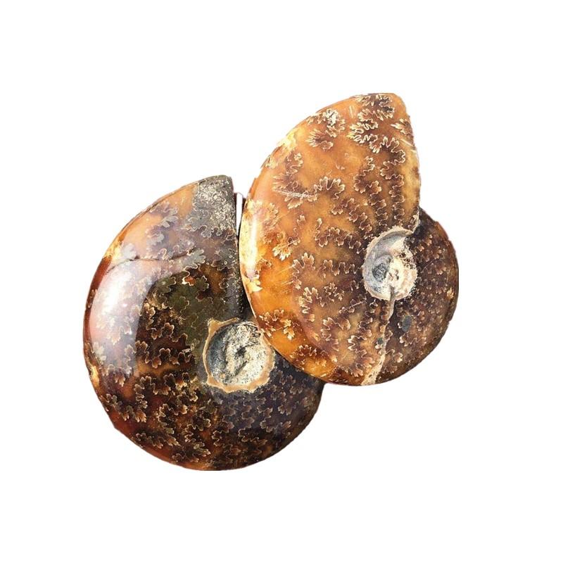Madagascar Snail fossil ammonite fossil -Wholesale Crystals